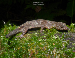 Lepidoblepharis colombianus