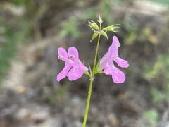 Stachys tenerrima