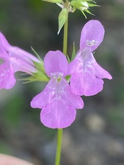 Stachys tenerrima