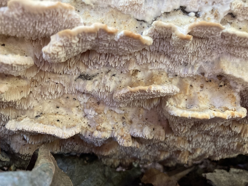 Deer-colored Trametes from Untermyer Gardens Conservancy, Yonkers, NY ...