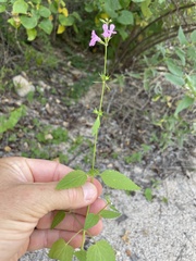 Stachys tenerrima