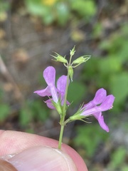 Stachys tenerrima