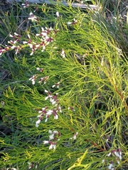 Baccharis angustifolia