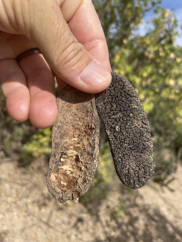 Dog Poop Bush