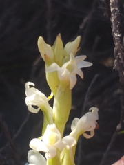 Satyrium stenopetalum