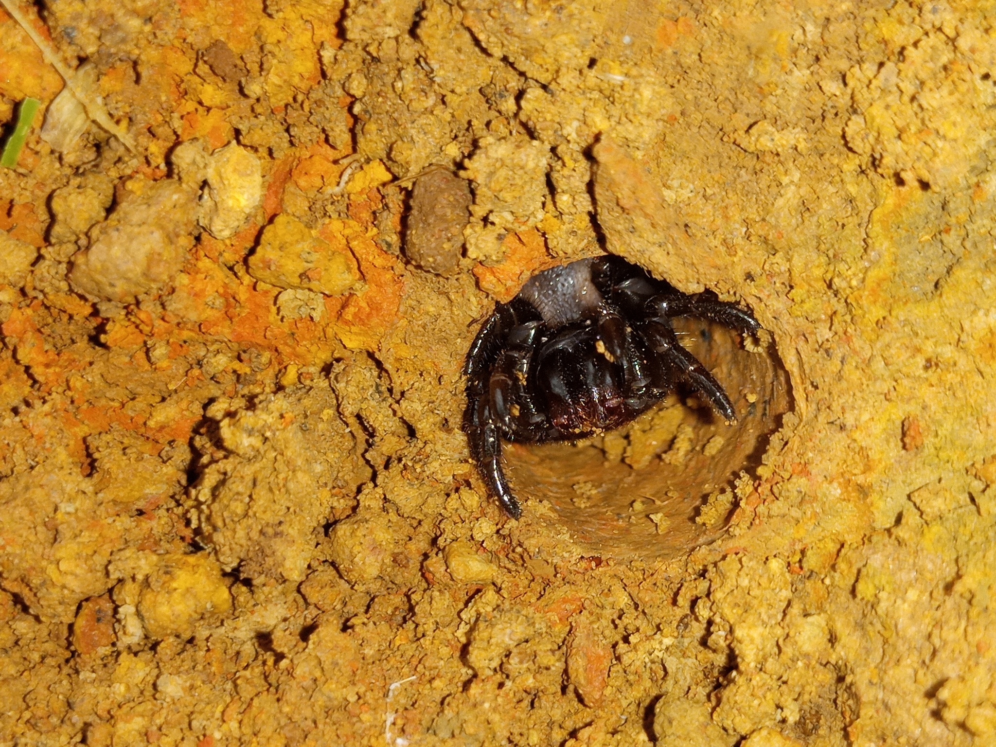 Actinopus robustus (O.Pickard-Cambridge, 1892)