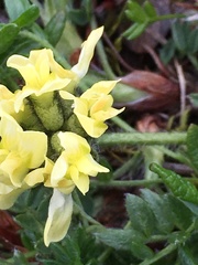 Oxytropis maydelliana