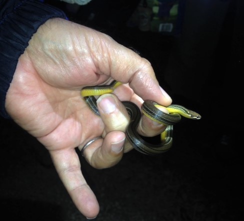 Godman's Graceful Brown Snake