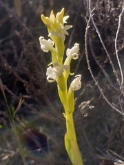 Satyrium stenopetalum