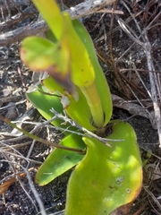 Satyrium stenopetalum