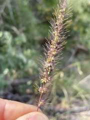 Setaria liebmannii