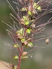 Setaria liebmannii