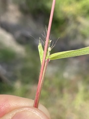Setaria liebmannii