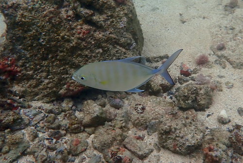 Barred jack (Caranx vinctus) — Carangidae