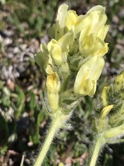 Oxytropis maydelliana