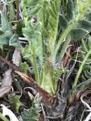 Oxytropis maydelliana