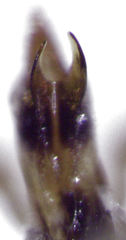 Camiarites convexus