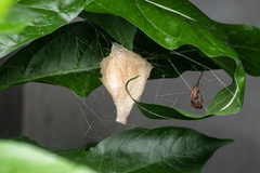 Argiope aemula