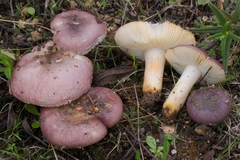 Russula cistoadelpha