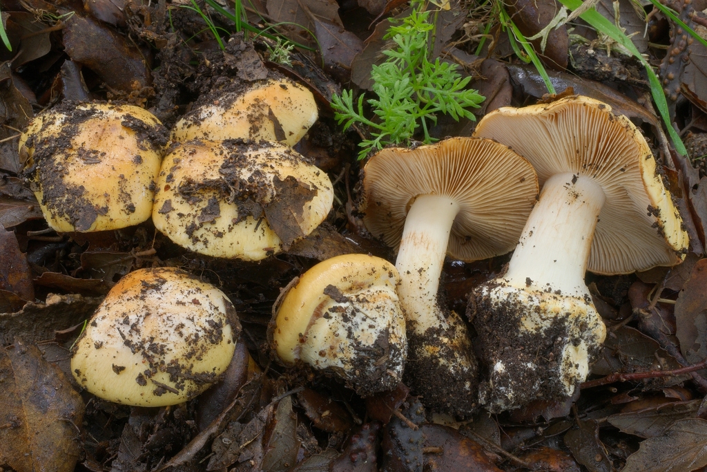Phlegmacium sect. Aureocistophila