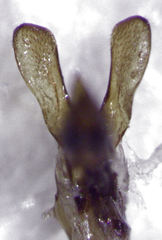 Camiarites convexus