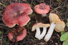 Russula tyrrhenica