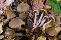 Cortinarius pilatii