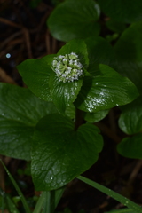 Valeriana lapathifolia