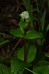 Valeriana lapathifolia