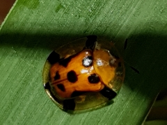 Aspidimorpha westwoodi