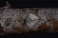 Hoplosauris multivirgulata