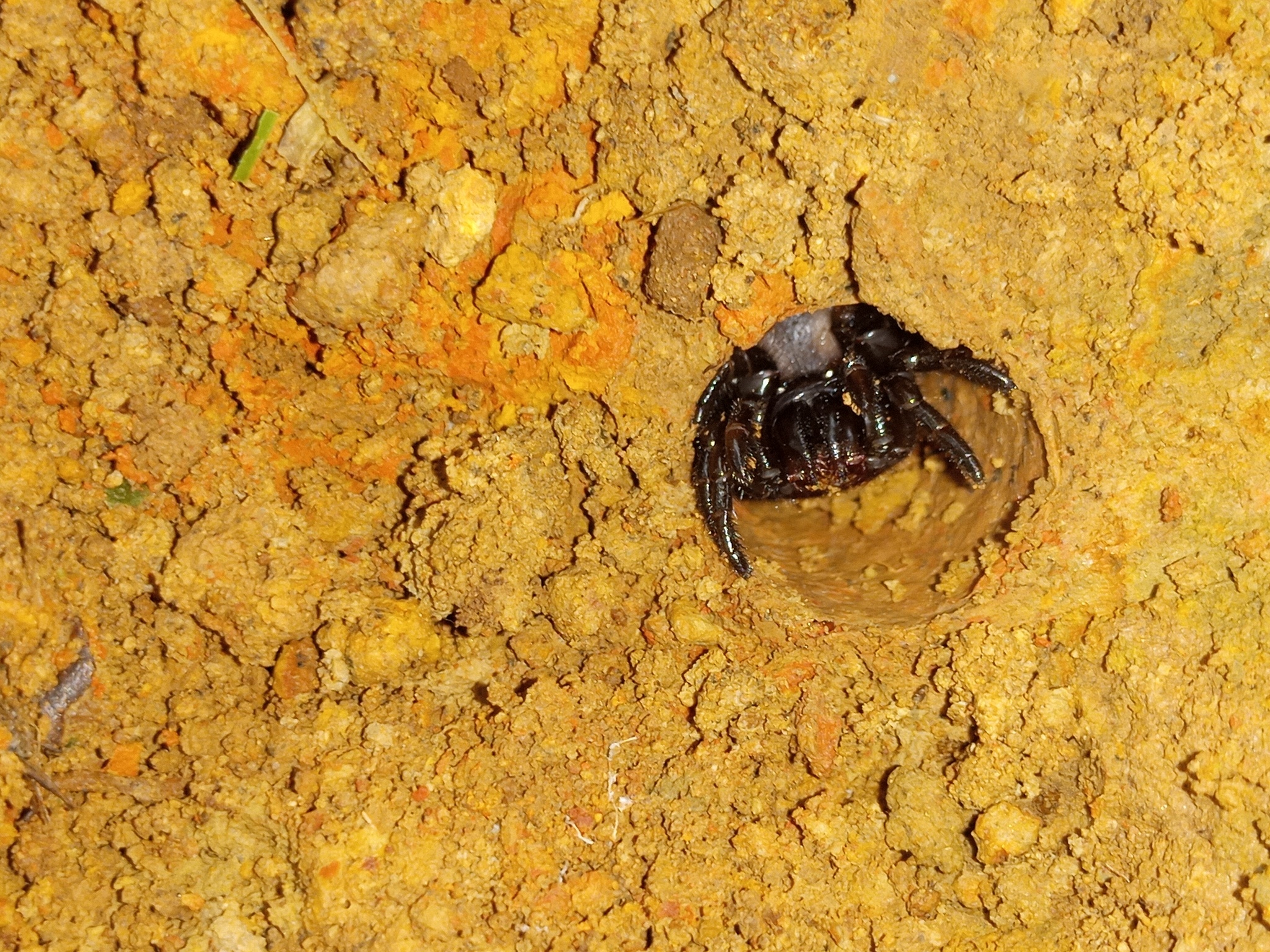 Actinopus robustus (O.Pickard-Cambridge, 1892)
