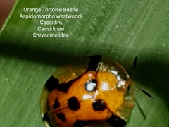 Aspidimorpha westwoodi