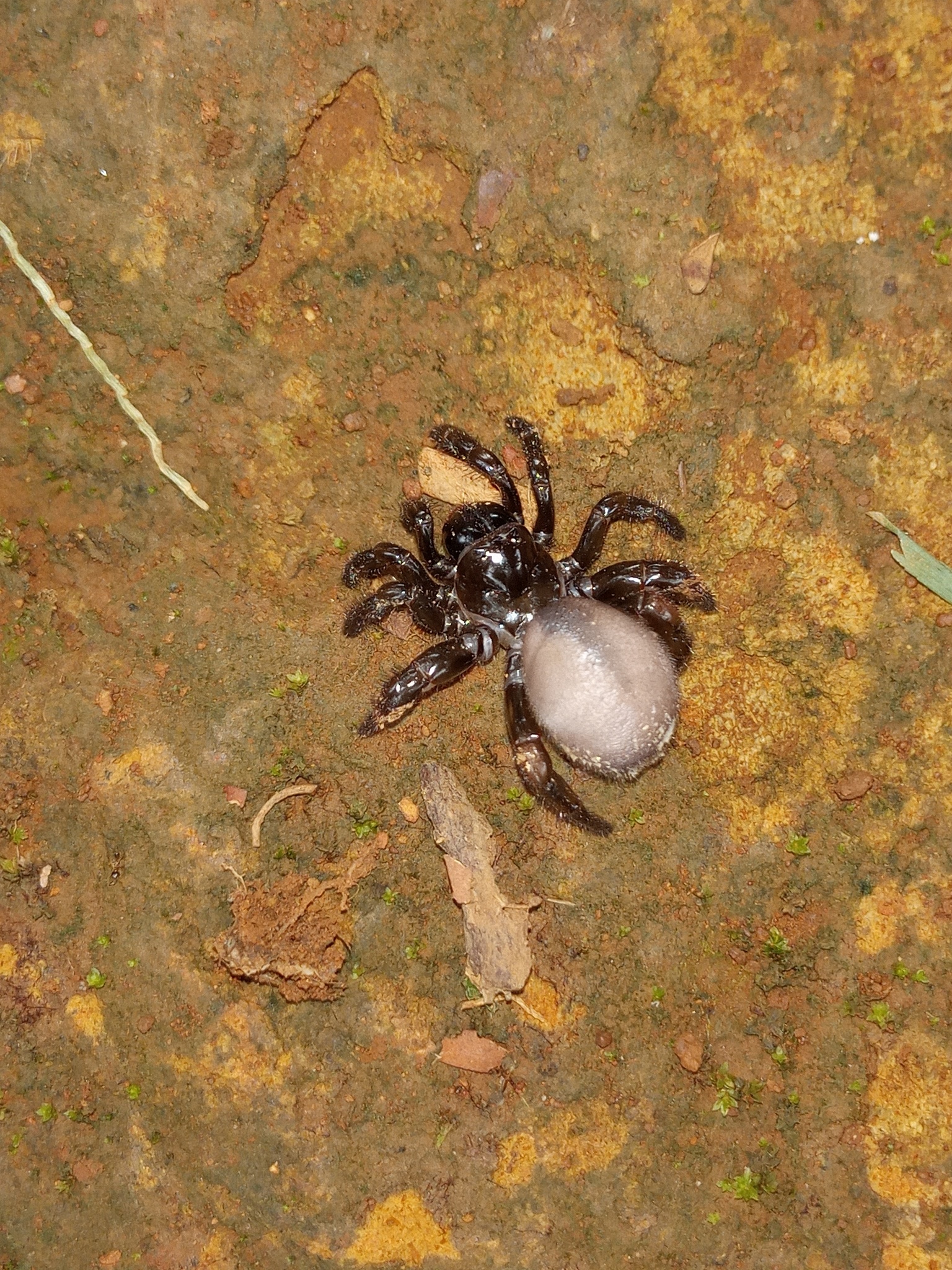 Actinopus robustus (O.Pickard-Cambridge, 1892)