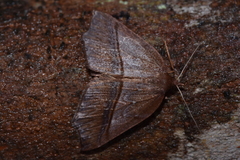 Martindoelloia juradoi