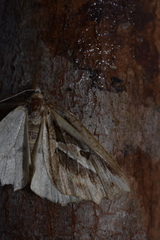 Opisogonia diffissata