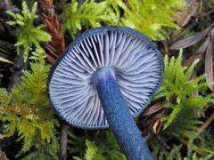 Entoloma subcarneum