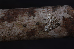 Hoplosauris granitata