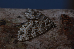Hoplosauris granitata