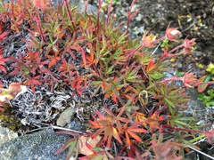 Potentilla biflora
