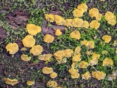 Dacrymyces corticioides