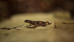 Speleomantes italicus