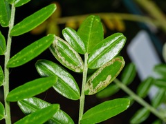 Liriomyza clianthi