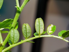 Liriomyza clianthi