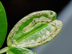 Liriomyza clianthi