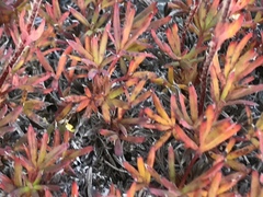 Potentilla biflora
