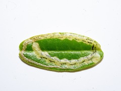 Liriomyza clianthi