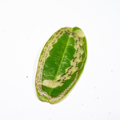 Liriomyza clianthi