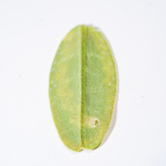 Liriomyza clianthi