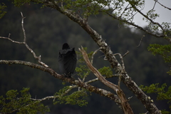 Coragyps atratus foetens